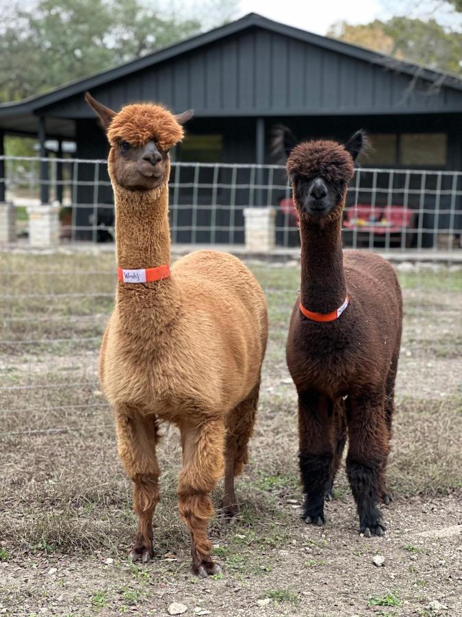Relaxing Alpaca Ranch Mins From Downtown Wimberley Villa Eksteriør billede