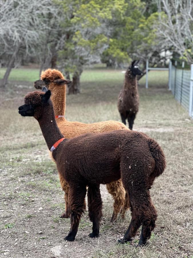 Relaxing Alpaca Ranch Mins From Downtown Wimberley Villa Eksteriør billede